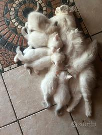 Cucciolo di ragdoll