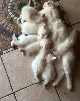 Cucciolo di ragdoll