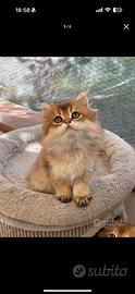 British longhair