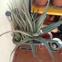 Grande pianta di Aloe Vera con vaso compreso