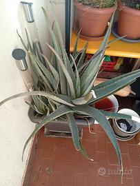 Grande pianta di Aloe Vera con vaso compreso
