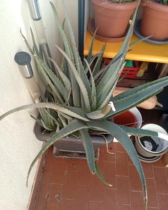 Grande pianta di Aloe Vera con vaso compreso