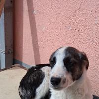 Cucciolo dolce e amorevole