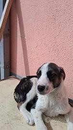 Cucciolo dolce e amorevole