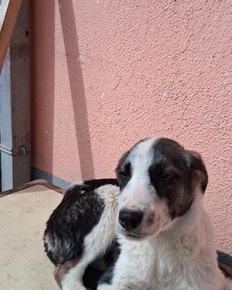 Cucciolo dolce e amorevole