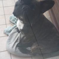 Bulldog francese