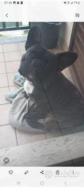 Bulldog francese