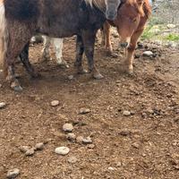 Pony