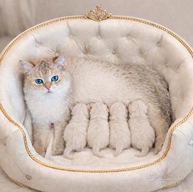 Cuccioli di British Shorthair