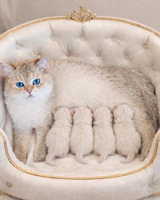 Cuccioli di British Shorthair