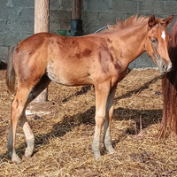 Puledra quarter horse
