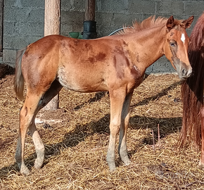 Puledra quarter horse