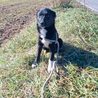 Cucciole taglia media disponibili