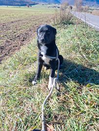 Cucciole taglia media disponibili