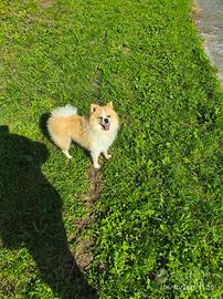 Pomerania spitz nano 