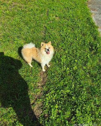 Pomerania spitz nano 