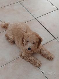 Cane barbonncino femmina