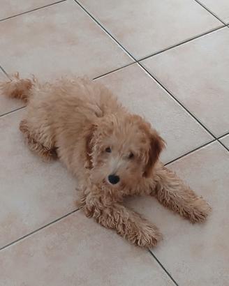 Cane barbonncino femmina