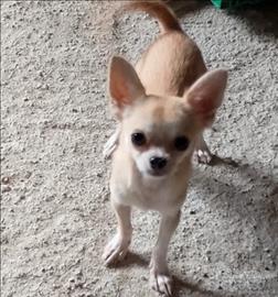 Chihuahua femmina toy
