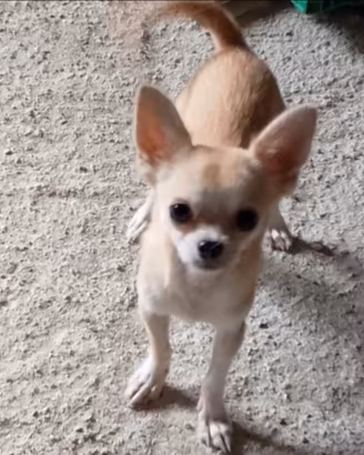 Chihuahua femmina toy