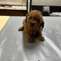 Cuccioli di barboncino