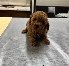 Cuccioli di barboncino