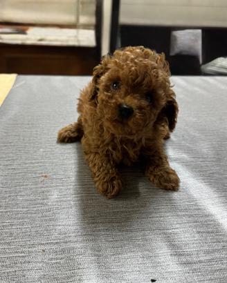 Cuccioli di barboncino