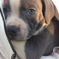 Staffordshire bull terrier