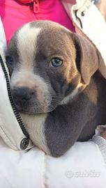 Staffordshire bull terrier