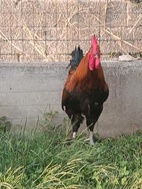 Gallo razza marans