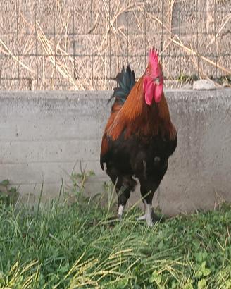 Gallo razza marans