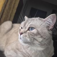 Scottish fold e strike per accoppiamento