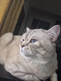 Scottish fold e strike per accoppiamento