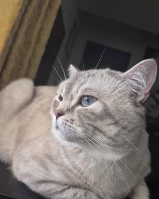 Scottish fold e strike per accoppiamento