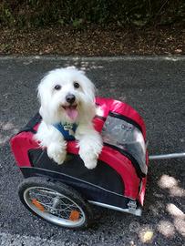 Maltese disponibile per accoppiamento