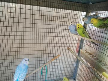 Cocorite giovani 3 mesi 1 mese