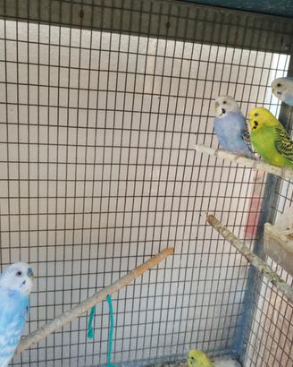 Cocorite giovani 3 mesi 1 mese