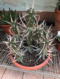 piante grasse