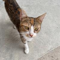 Gatto femmina