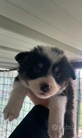 Cuccioli border collie