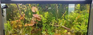 piante per acquario 250 litri