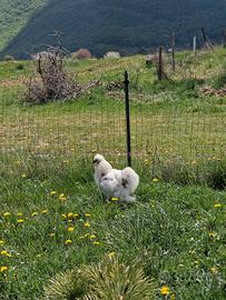 Gallo moroseta splash