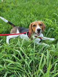 BEAGLE IN ADOZIONE 