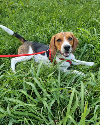 BEAGLE IN ADOZIONE 