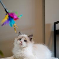 Ragdoll femmina con pedigree