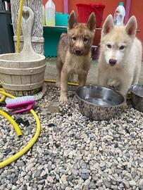 Cuccioli di Siberian Husky con pedigree