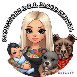 French e Pit Bull GRATIS