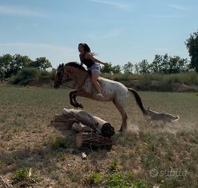 Cavallo appaloosa