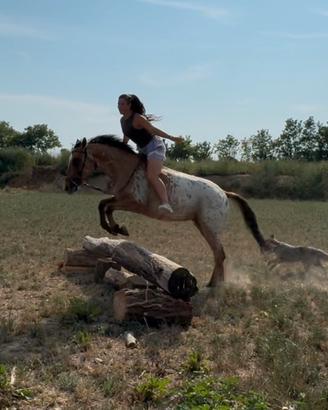 Cavallo appaloosa