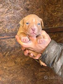 Cuccioli Pitbull